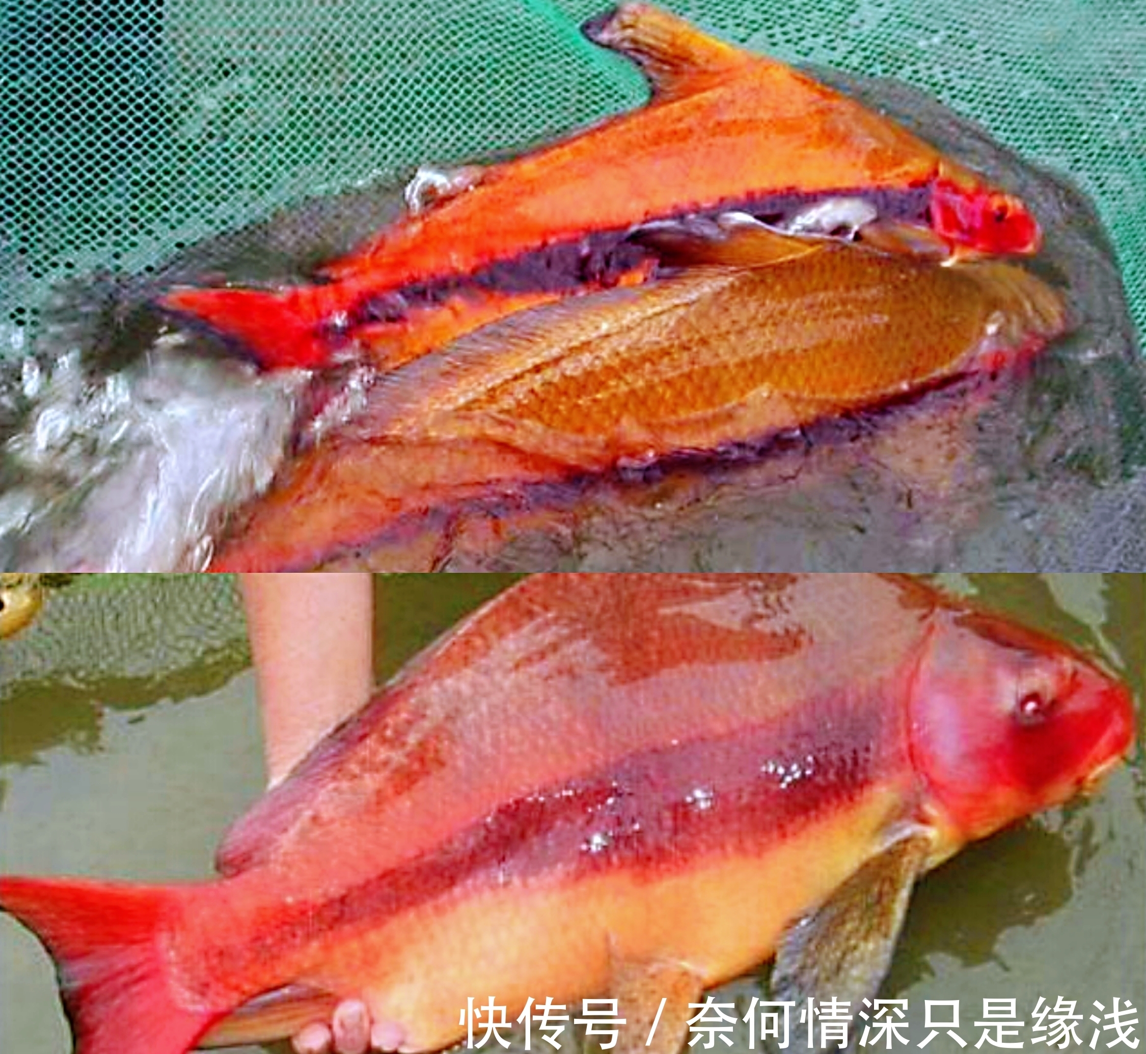 男子|湖北一男子在长江中意外钓起10斤“美人鱼”，走近一看被吓坏了！