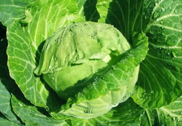 气血|天然抗衰老的此几物，女人坚持吃，补充气血，越吃越漂亮