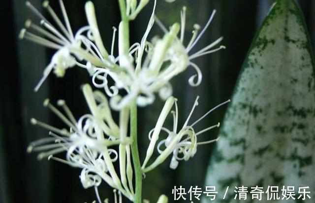 新手虎皮兰开花见过吗照着几点养护,虎皮兰开花爆盆不是难题