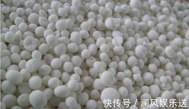 果皮|秋天养君子兰施肥是关键，3种肥料用一用，根旺叶绿，过年就开花