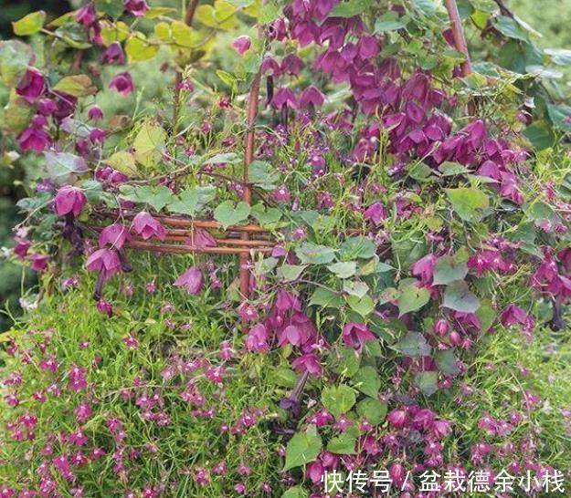 就算|很少花友会知道的5种观赏花卉,认识一种就算老园丁了