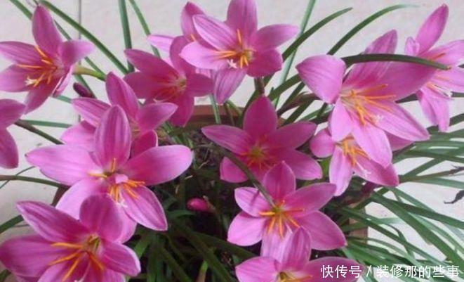 几款花卉便宜又好养,花姿妖娆,丢到阳台开完一茬又一茬