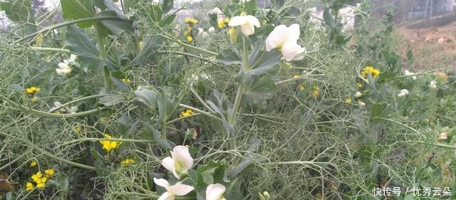 清妍豌豆开白花,用心赏悦美如画