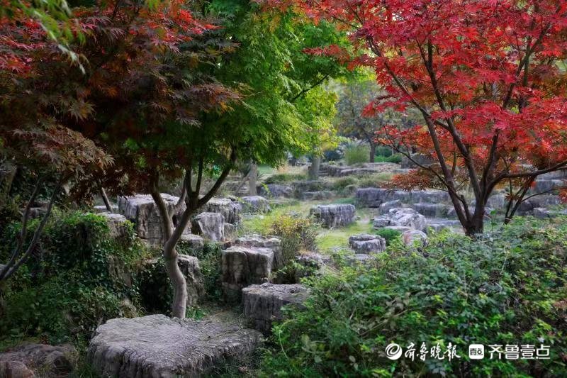 打卡|打卡美好日照｜来植物园寻找色彩斑斓的秋天