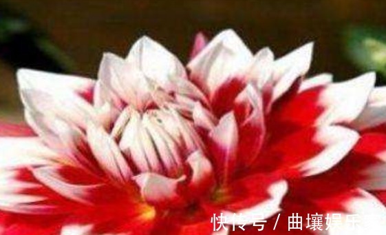 喜欢养菊就选“凤羽明霞”，造化神秀，芳姿耀眼，观赏性价值极高