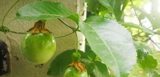 百香果|吃剩的水果种子,往盆里一种,种成小盆栽,一不小心就结出果实来