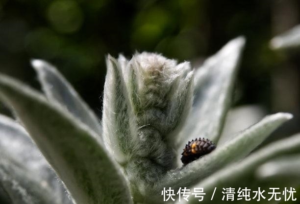 双子座|11月下旬，深陷情网，良缘萌芽，旧情难忘，拼命挽留，再续良缘