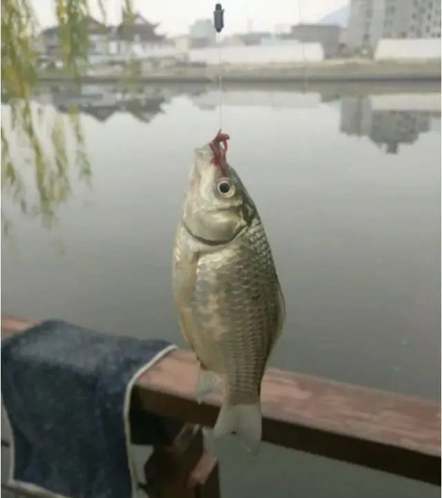用蚯蚓作钓时,露钩尖好还是不露钩尖好?垂钓大师一语道破!