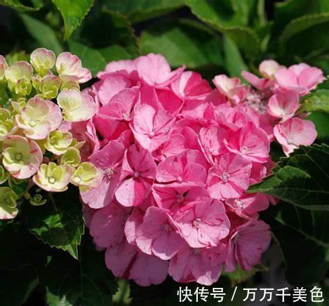 养花试试这几款，垂吊下来，在枝头上开满了花朵，超美