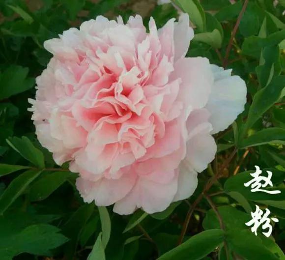 喜欢牡丹花，却一不小心买到芍药！附牡丹花品种图鉴大全