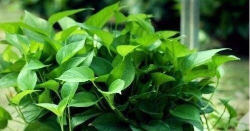 养绿萝,别忘加点这种“料”,叶片不黄,新芽猛窜,一个月就爆盆