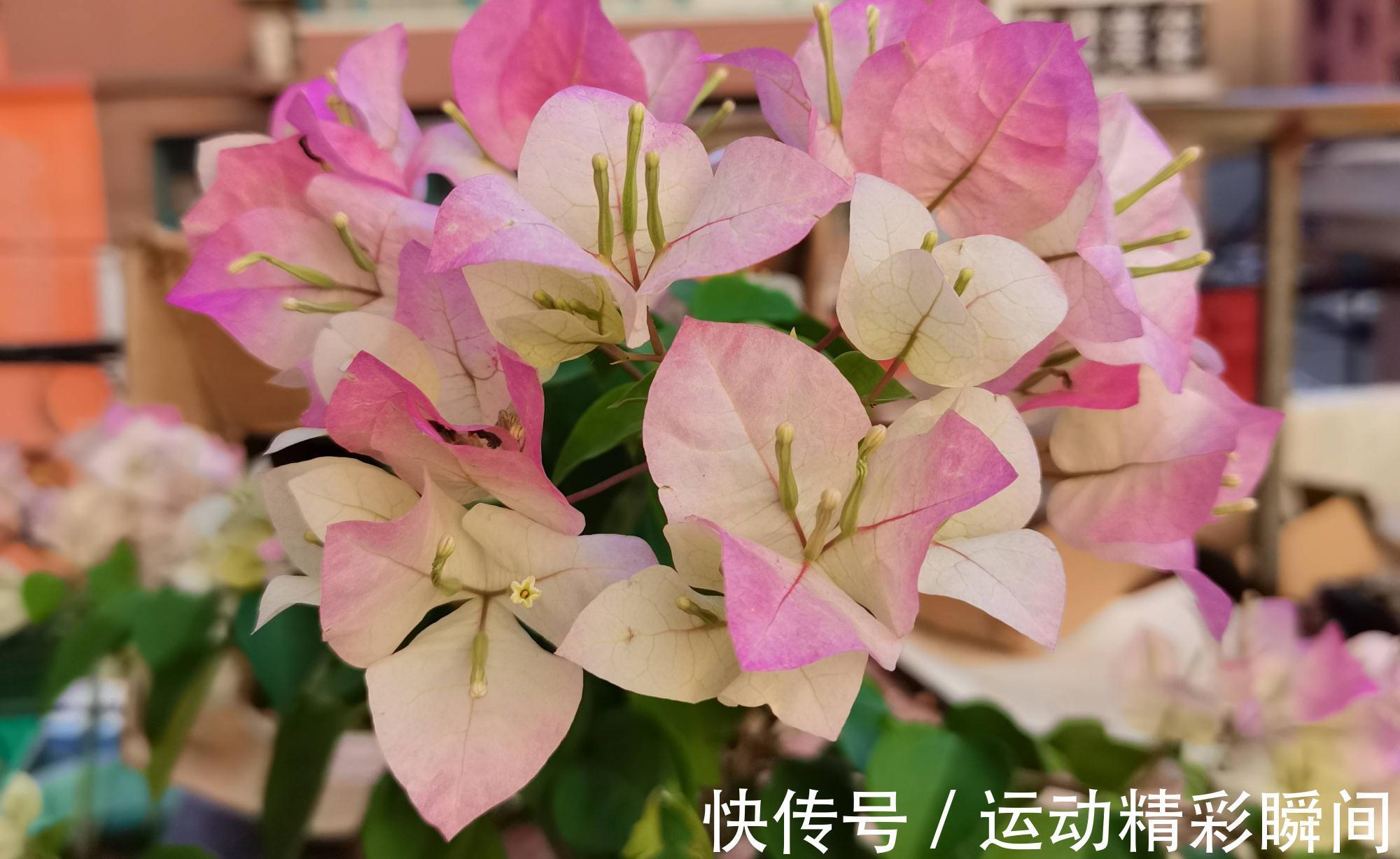 阳台种3种花，一年至少开三个季节，花量大颜色美花期长很绚烂