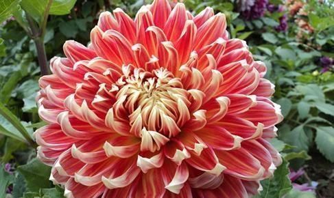 此花,人称“最美草花”,比牡丹好养,比芍药更美,花一开180天