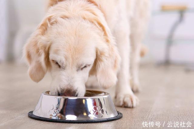 狗狗不停流口水没精神