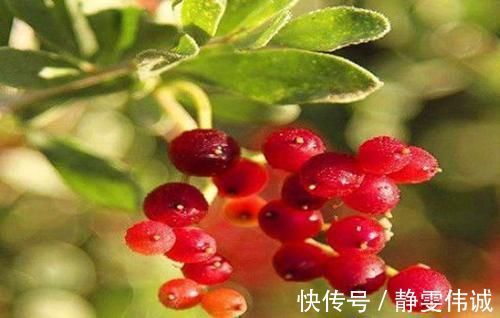 食物|每天晚上多吃3种食物，营养丰富、延缓衰老，爱吃就赚了！