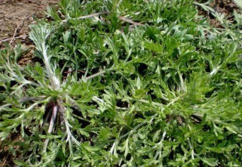 价值|农村的野菜,味道比肉还鲜,价值珍贵,一斤80元,你可能错过了