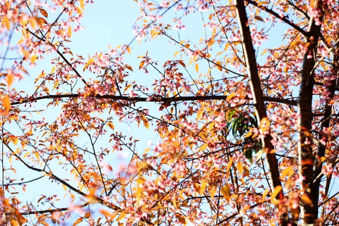 施甸：满山樱花，层林尽染