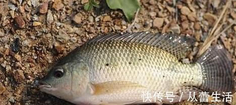 维生素b|鱼的腹部有层黑膜,到底能不能吃?营养师解答你的疑惑!