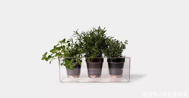 外国人发明的“室内小菜园”,一年四季长爆盆,太神奇了……!