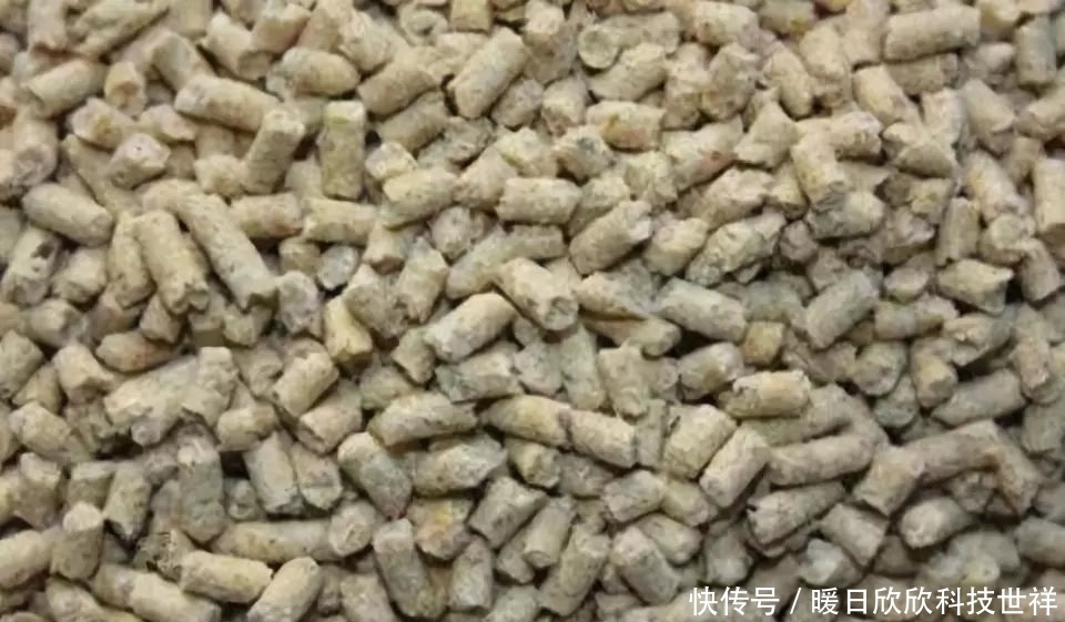 高手|高手用鸡饲料钓鱼,一下午钓20多条!