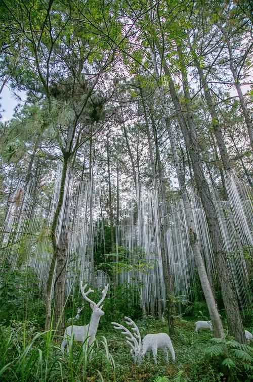 森波拉|南国的冬天，异木棉盛开，这座以森林为主题的公园太适合打卡拍照了