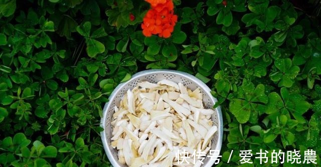 舌尖|「舌尖上的永胜」之鸡枞油!