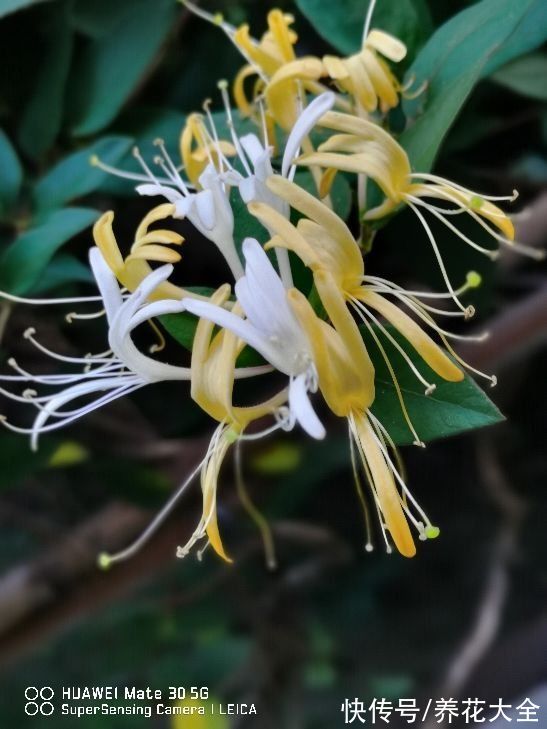 名里带“金”的4种花，有富贵招财好兆头，当年宵花正合适