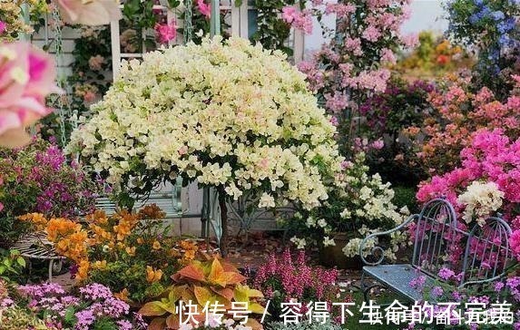 她在院里养了一种花，3年之后美如画，见到的人都说像仙境！