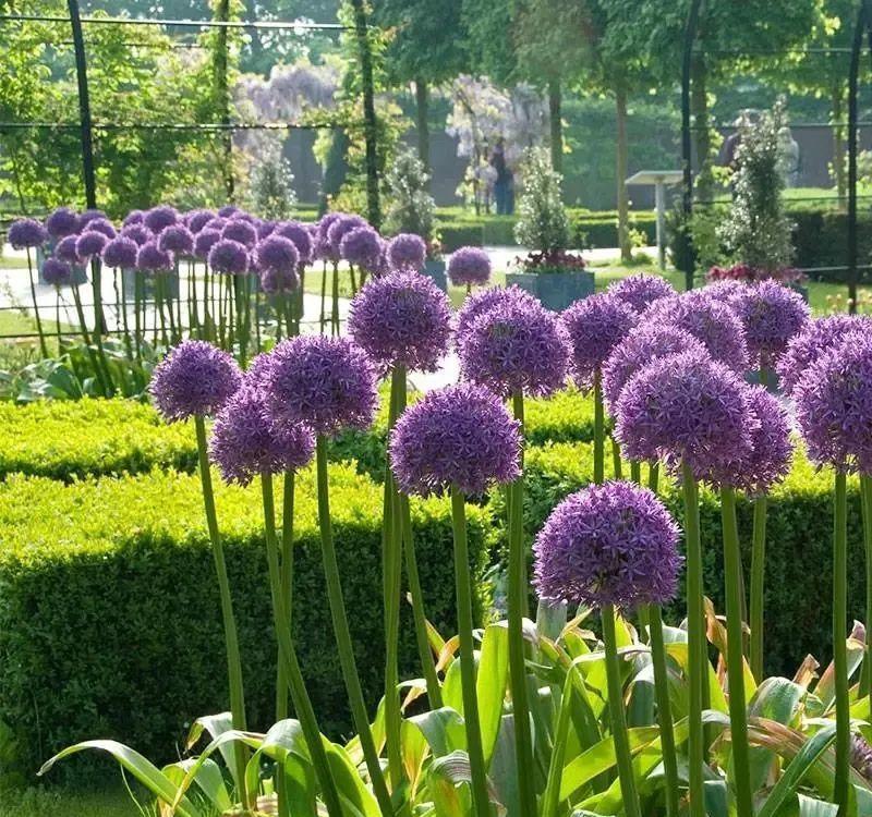 秋天|秋天必养的11种花,冬天特别耐寒,南北方都能养