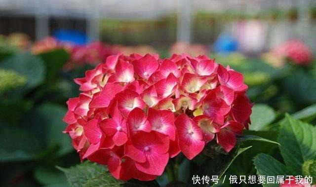 叶片|“干养根,湿养叶”啥意思1个“通用”浇水法,什么花都能养好