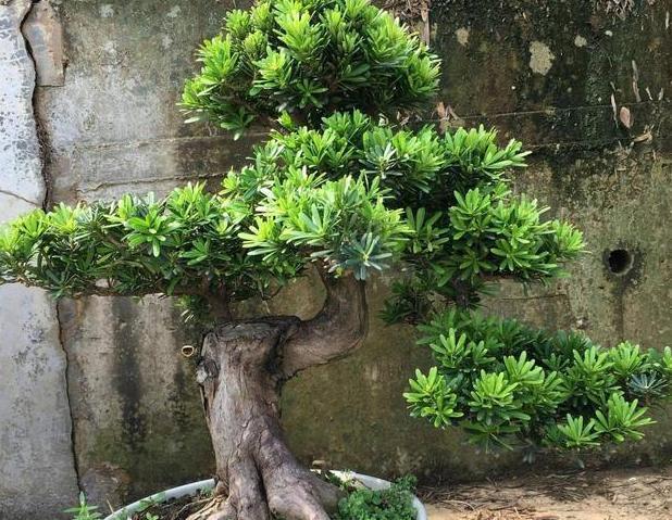 盆栽罗汉松，只需学3招，省钱又好养，新手花友涨知识了