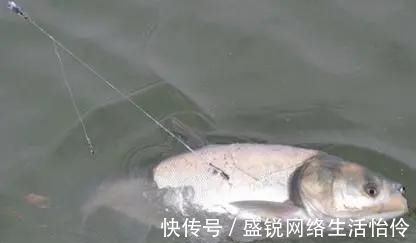 雾化|鲢鳙怎么钓?很多人第一步就错了。注意到这3点就怕鱼护装不下