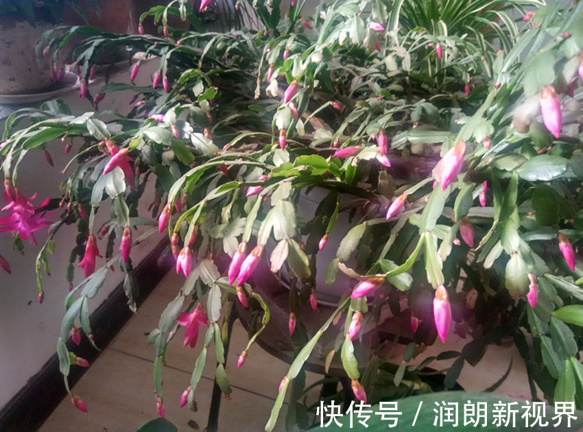 此法养蟹爪兰就是好,茎片翠绿肥厚蹭蹭长,满株的花苞数不清