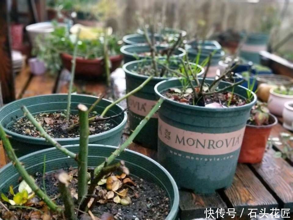 关键点|冬天买“便宜”裸根月季,经济又划算,栽种掌握“3个关键点”