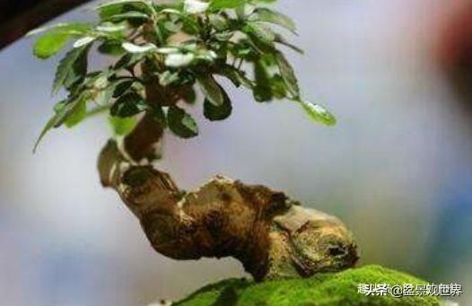 植物|这三种植物最适合做“盆景”，高端上档次，有钱人的最爱