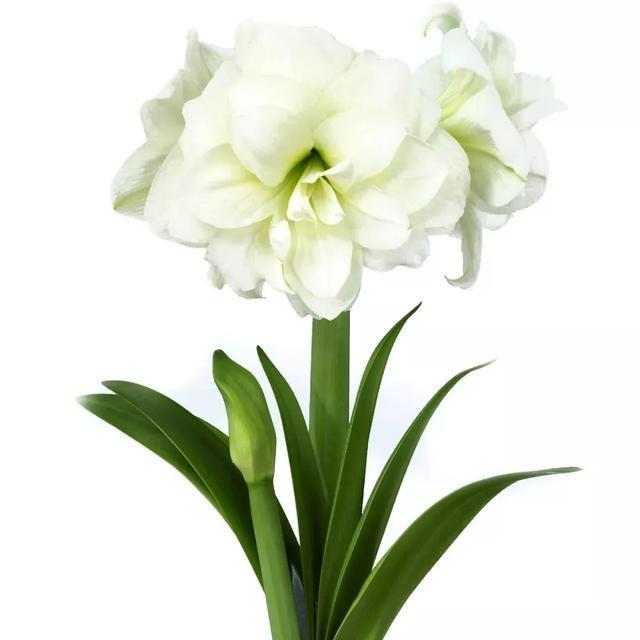 朱顶红美起来，就没其他花什么事儿，27个品种一个赛一个的美