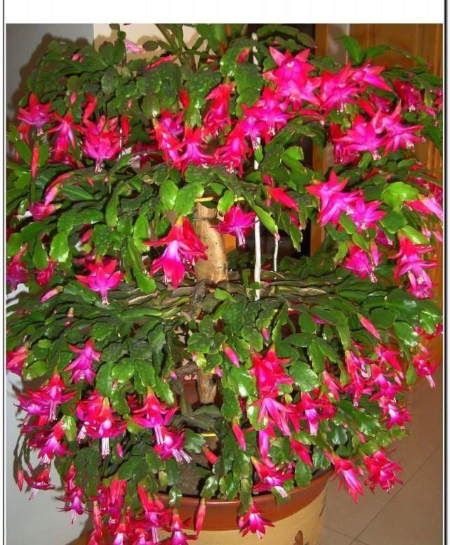 蟹爪兰君子兰不开花,给你说个小方法,叽里咕噜开满花