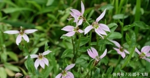農(nóng)村特有的野菜，健脾補(bǔ)肺、行氣利濕、舒筋活絡(luò)，人人都愛吃它！