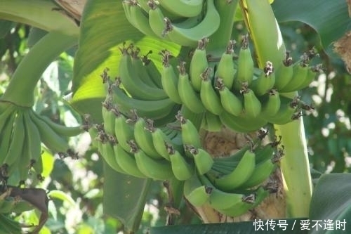 香蕉|香蕉的最佳食用时间,很多人不清楚,还是了解清楚为妙
