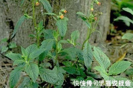 野菜|农村一种常见野菜,农民总认为它是茼蒿,其实比茼蒿更为营养