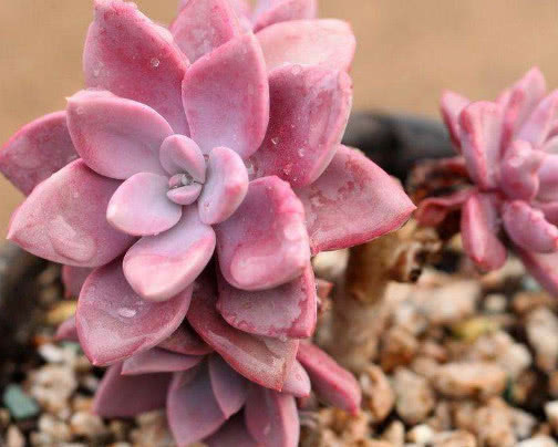 多肉黛比怎么养教你3个盆栽的小妙招,养出梦幻般色彩的黛比