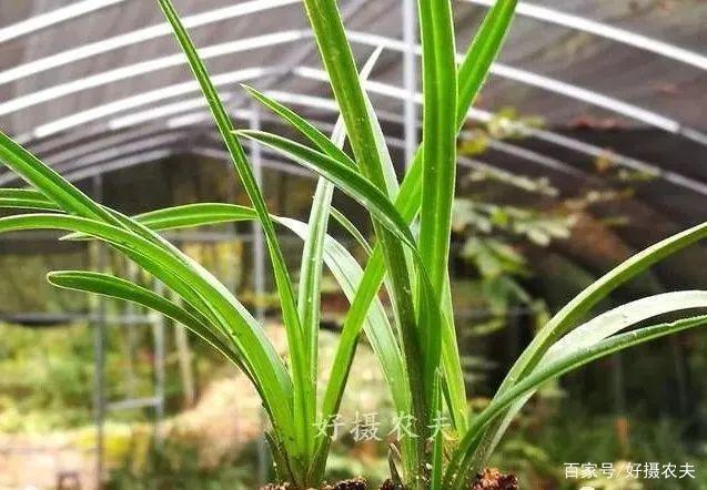 兰花换植料后,叶片有点萎蔫,是不服盆吗