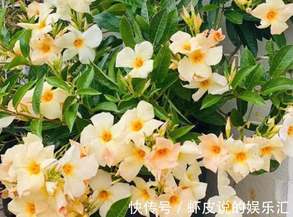 此花耐热又抗寒,养护好多季节有花赏,盆栽地栽都好看