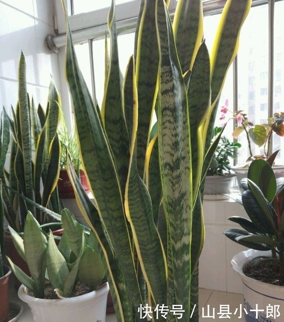 想要虎皮兰开花也简单,只要经常给它吃豆子就可以,一个月就开花