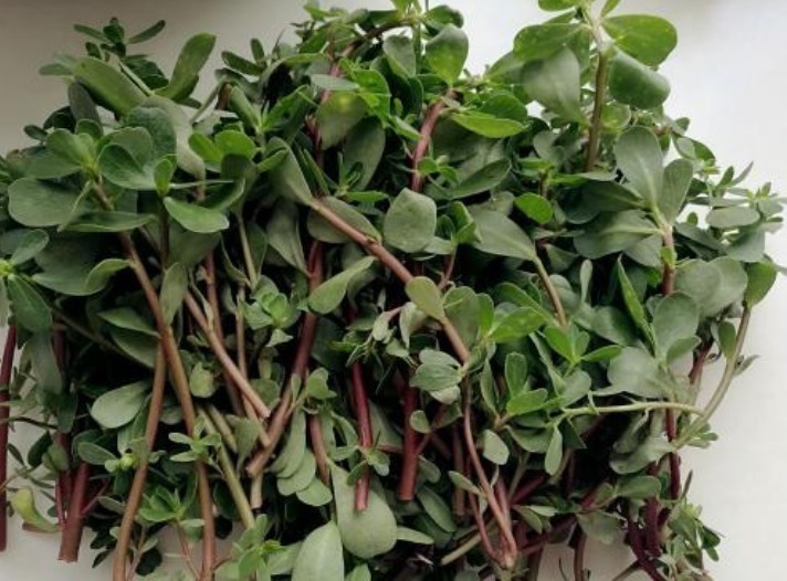 马齿苋|十个人九个腰疼,常用此草泡酒,祛风除湿,通经络,早知早受益