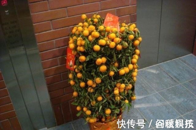 盆栽|家里摆上10种花,越来越兴旺、发达,个个都是“吉祥”花