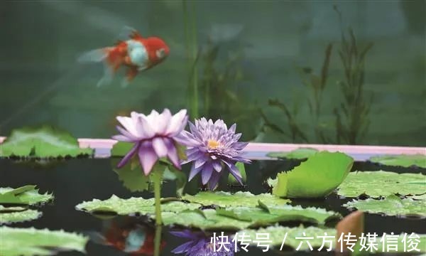 品种|2021辰山植物园睡莲展开幕，新优睡莲品种展彰显辰山科研力量