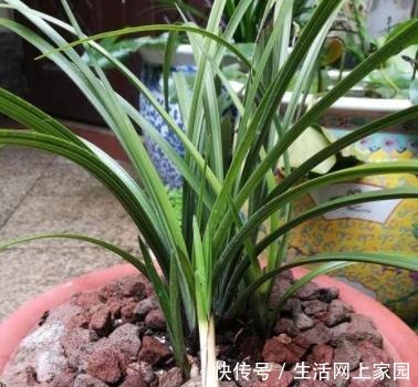 春天养兰花似韭菜该怎么办3种肥料,让它叶片肥美、开花勤!