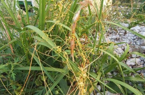 野草|农村这种野草很厉害,人称“豆阎王”,豆子最怕它,却是补肾良药