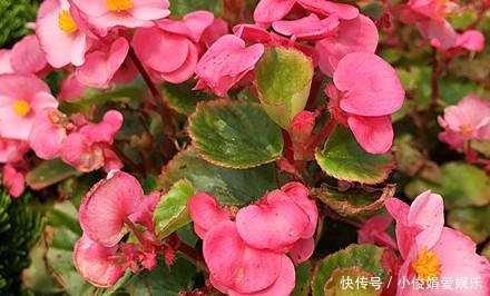 玻璃|家庭版玻璃海棠好养,但施肥需要注意几点